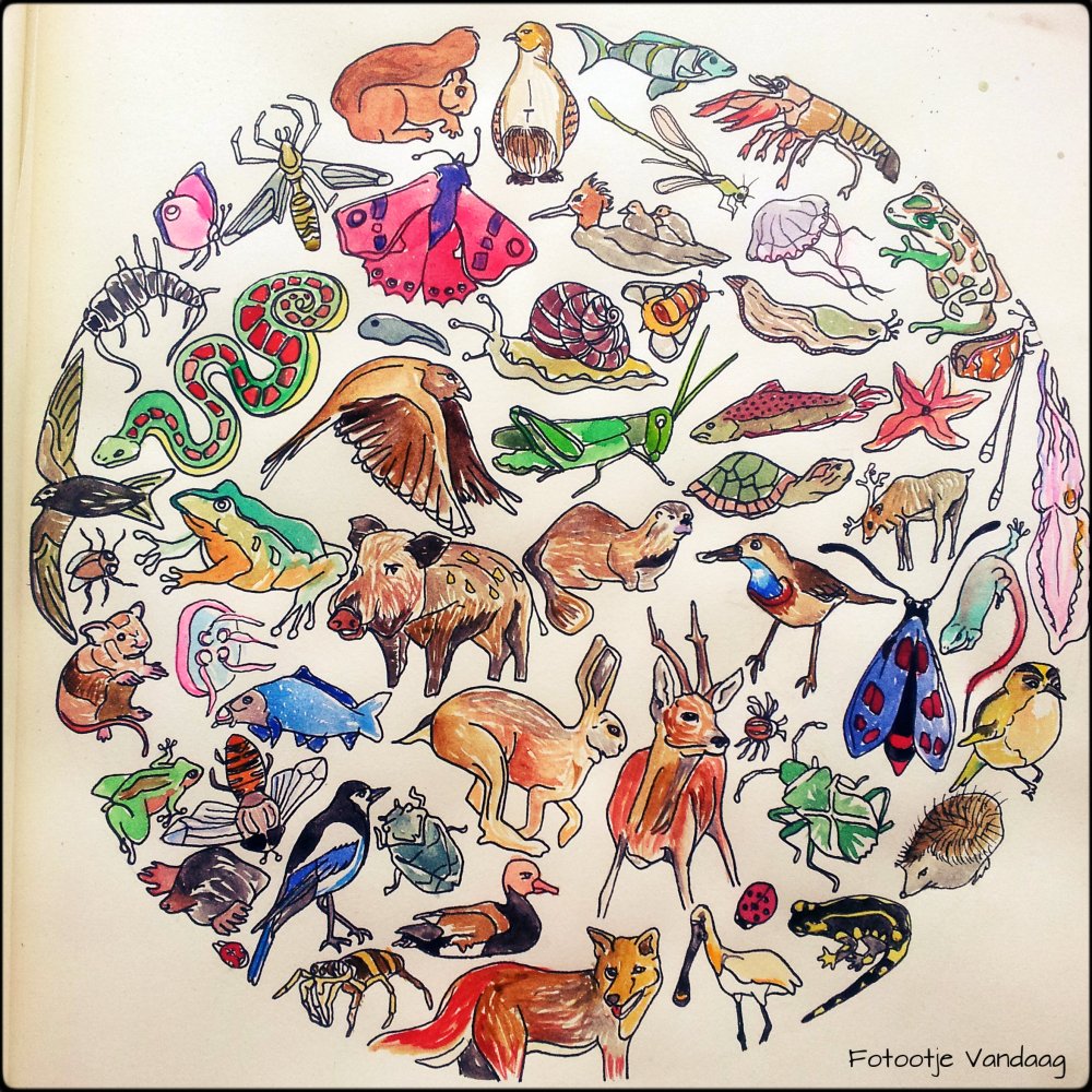 Dierenwereld.  Inkt en aquarelverf.