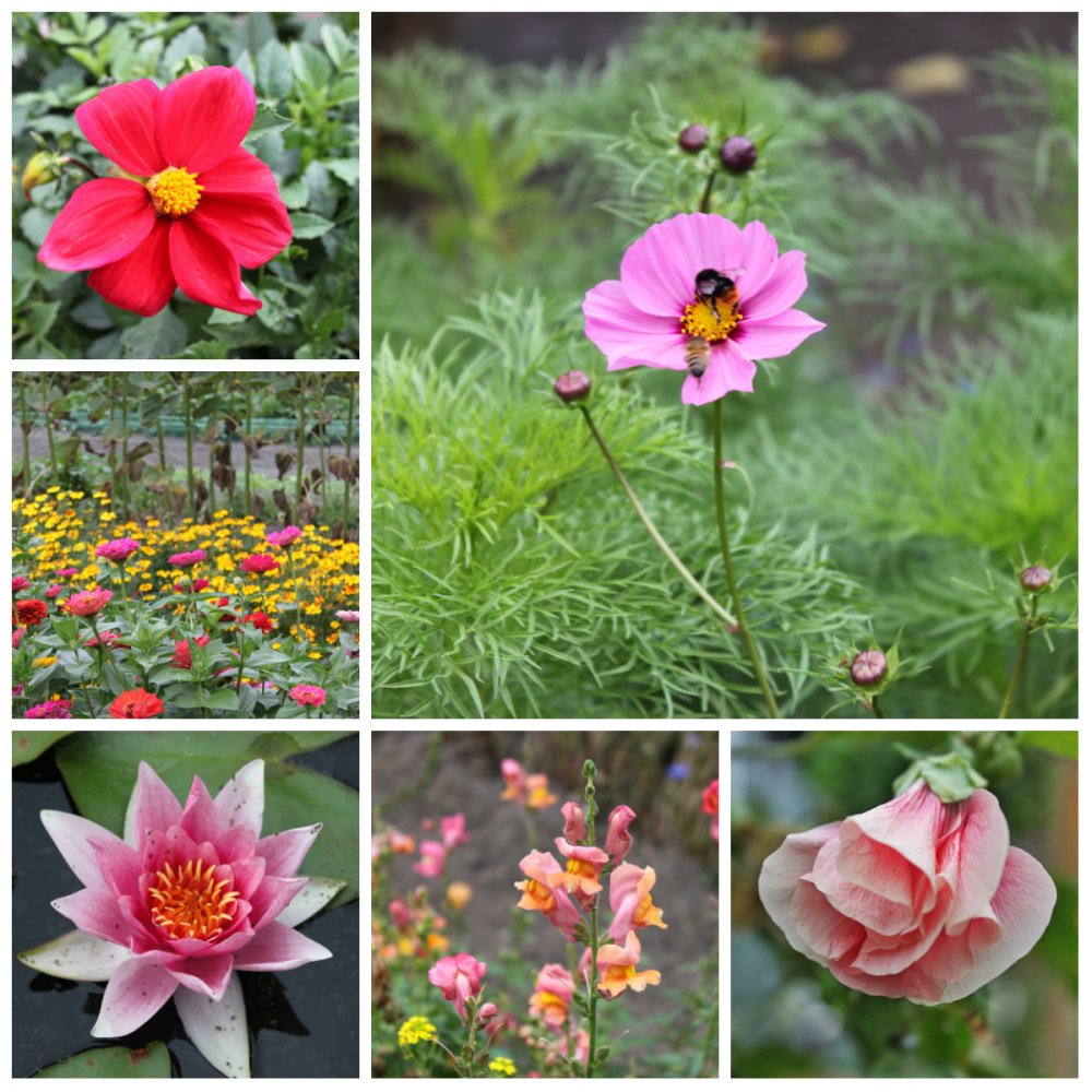 collage roze tuin