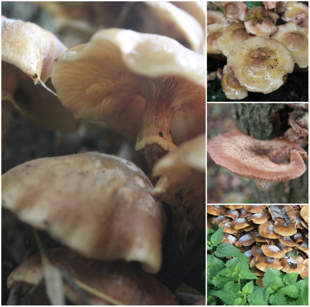 collage paddestoelen