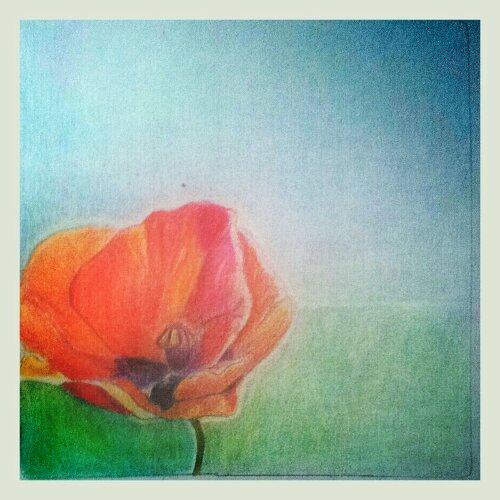 Klaproos (kleurpotlood)