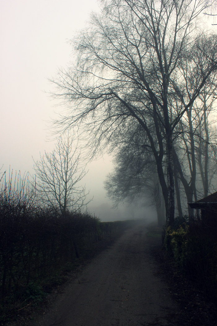 mist tussen de bomen