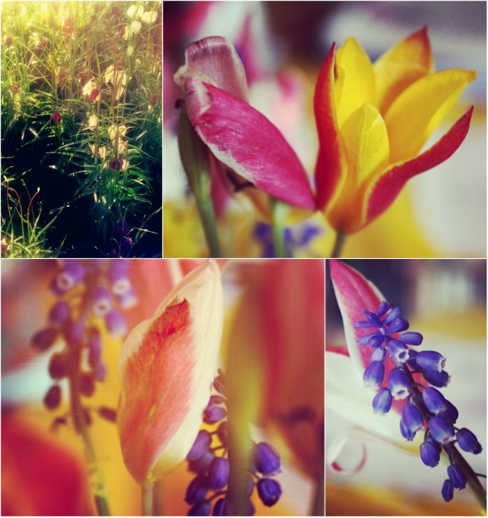 collagebloemen